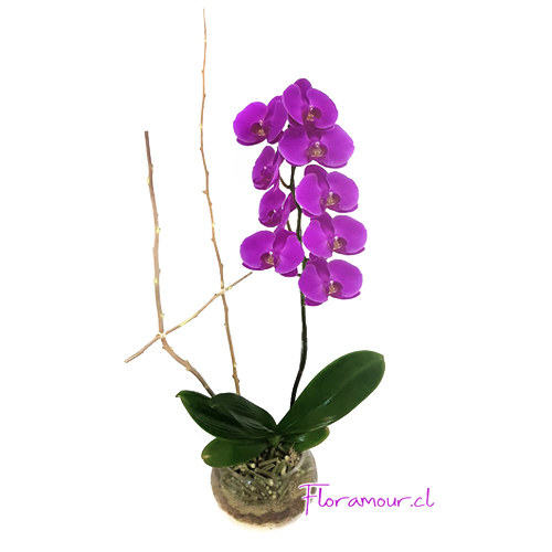 Presentación simple y elegante con planta en flor viva. Colorido puede variar según disponibilidad. Sólo Santiago